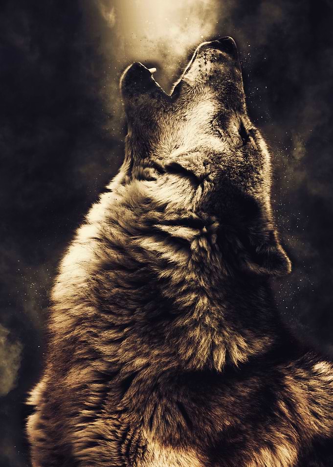 Wolf 3