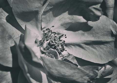 Summer rose