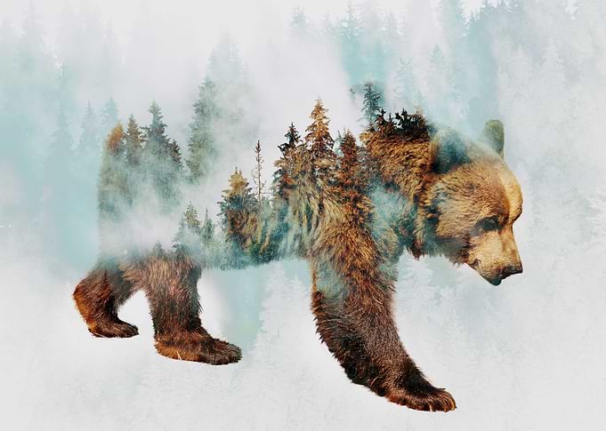 Bear