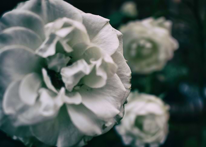 Cold roses