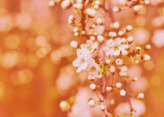 Cherry blossom