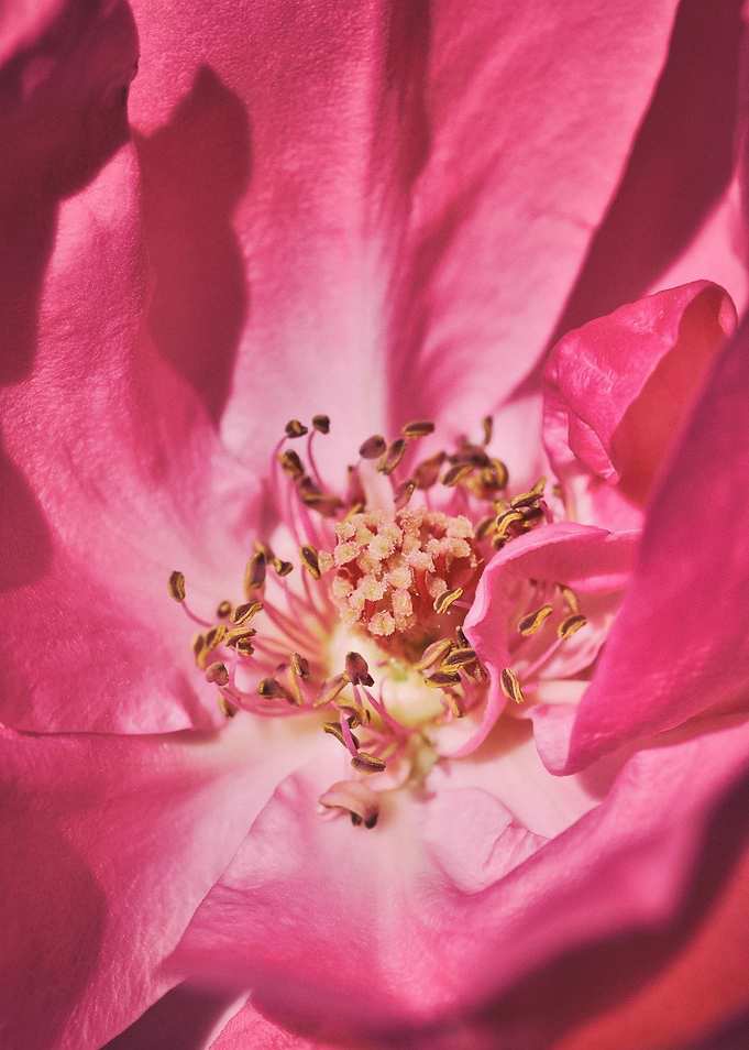 Vintage rose