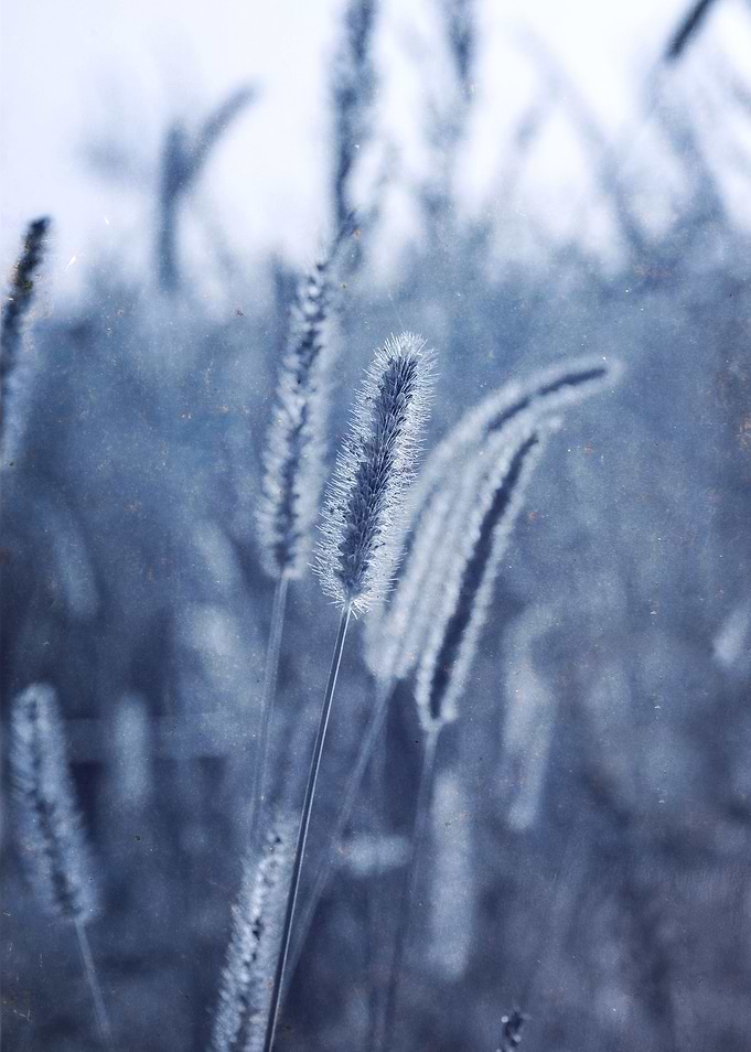 Leaves of Grass