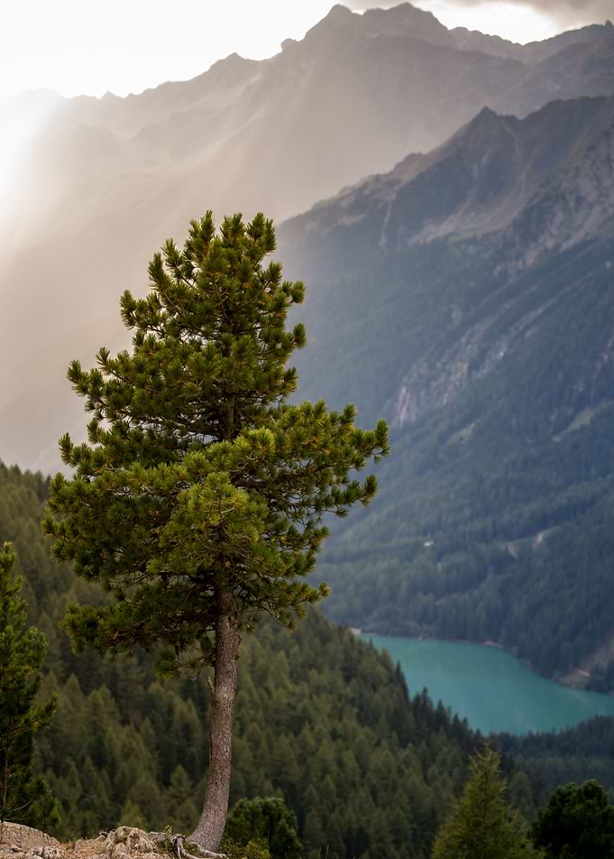 The lone tree