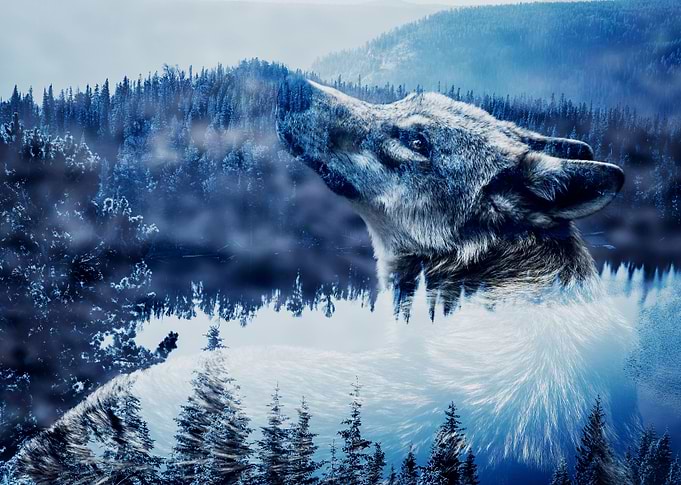 Wolf and Forest