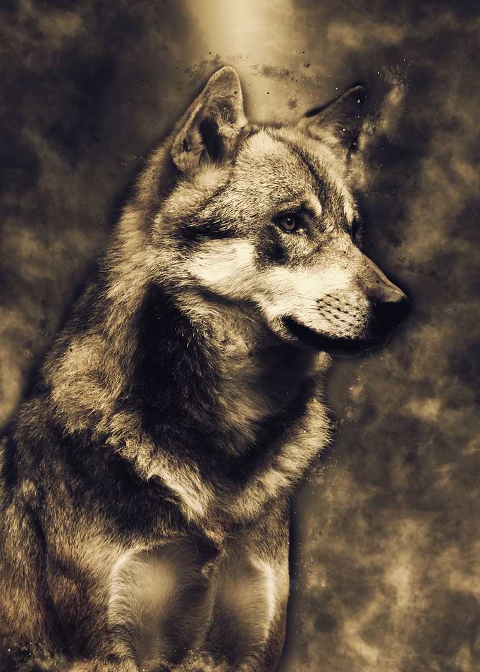 Wolf 4