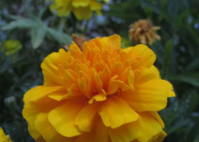 Yellow 1