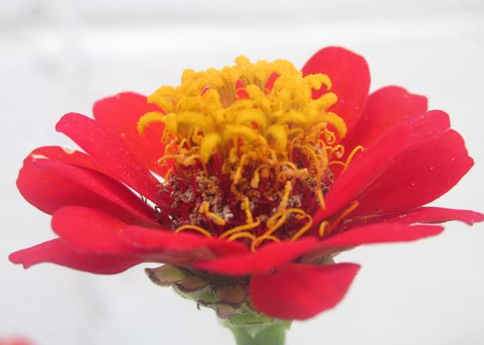 Red 1