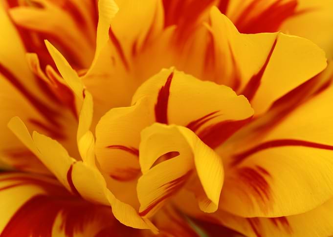 Red Gold Daffodils