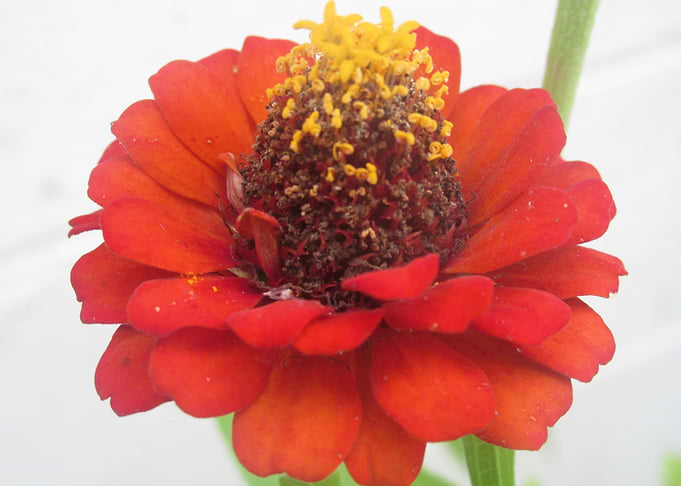 Flora red