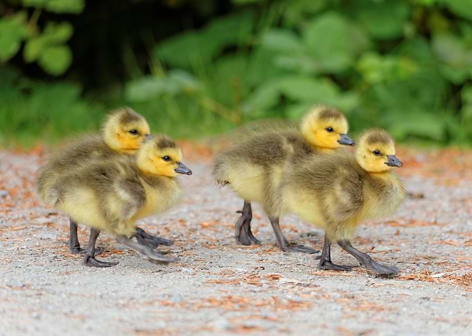 Canada Goslings on Parade