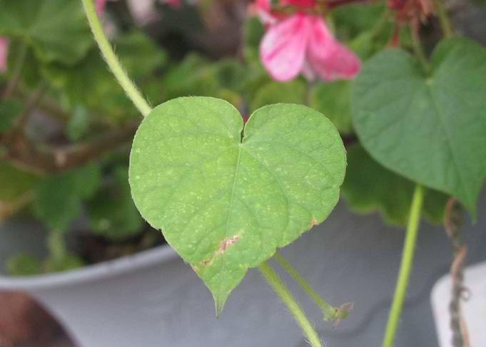 Love in Nature