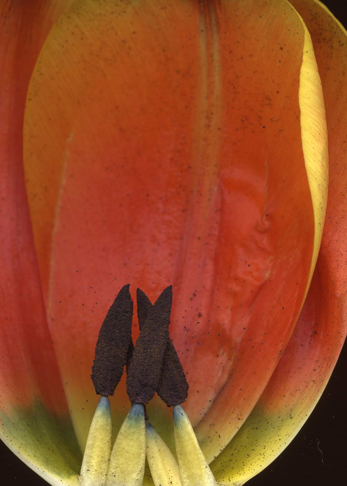 flower closeup