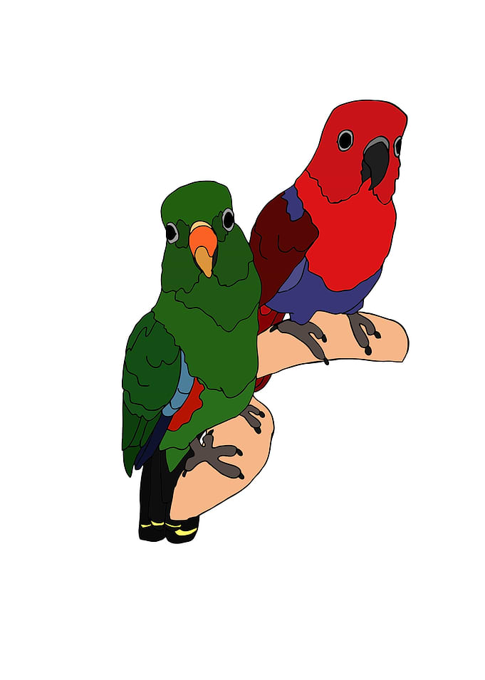Eclectus Parrots