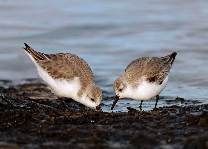A Pair of Sanderlings
