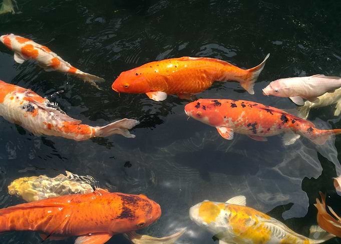 Fishy