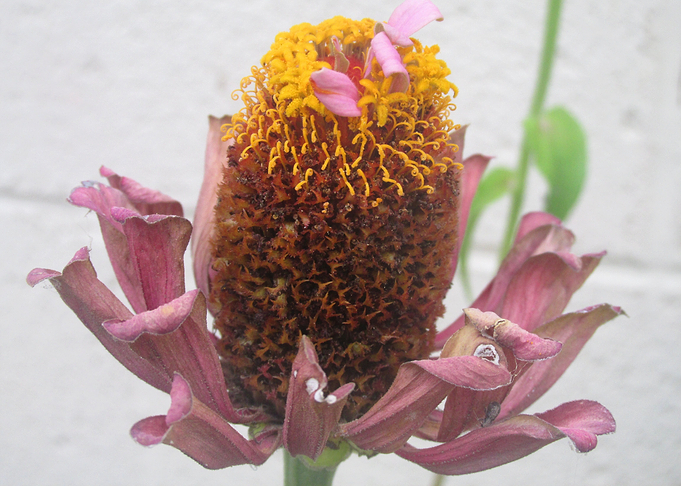 Shedding Petals