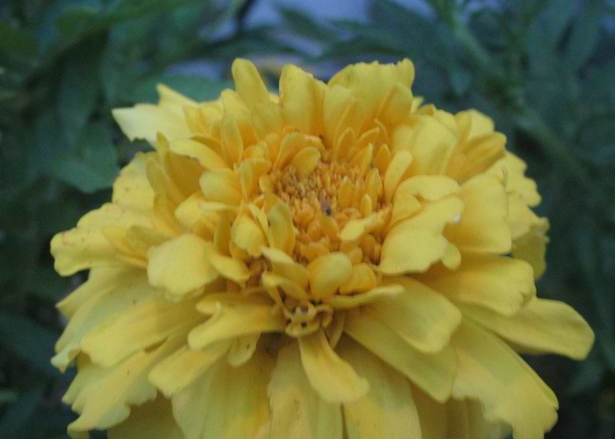 Yellow 1