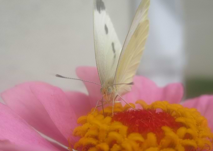 A visitor