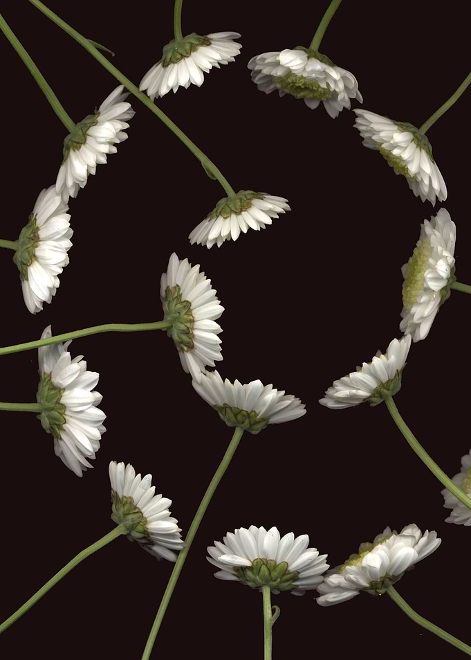 flower spiral