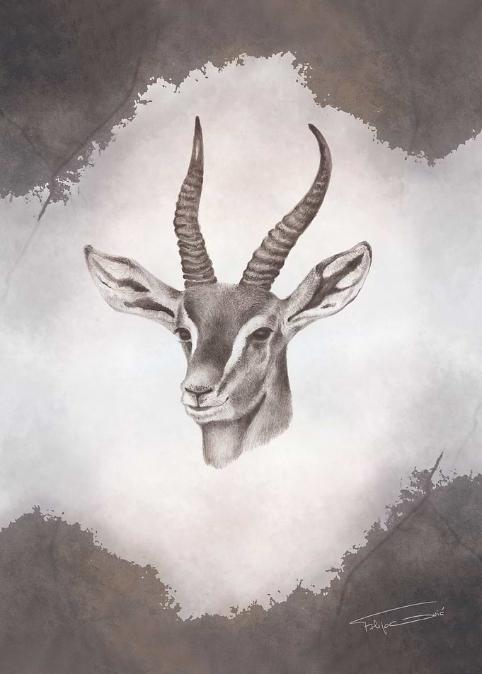 Serengeti - Antelope