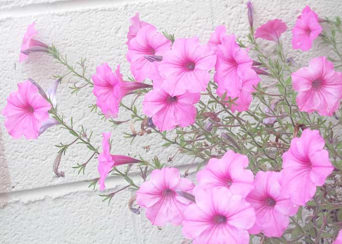 Reaching Flowers