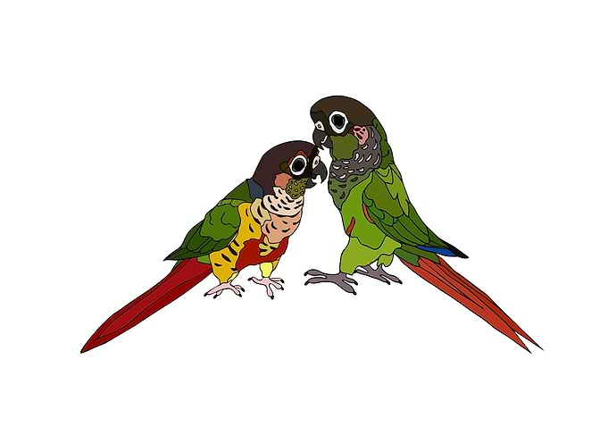 Conures