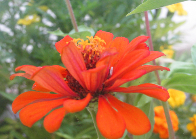 Orange flower