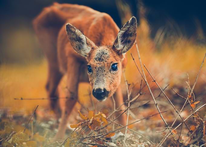 Deer
