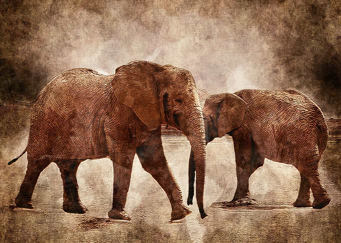 Two Elephants