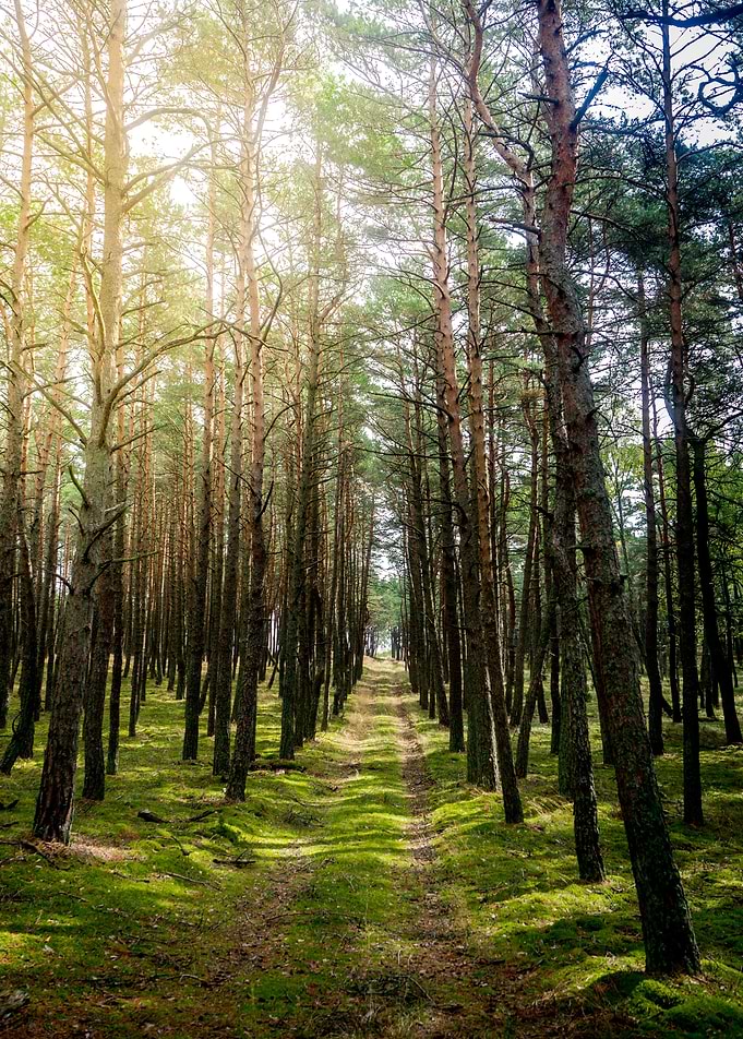 In forest