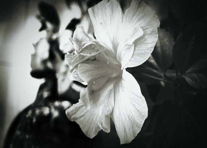 Moon Flower