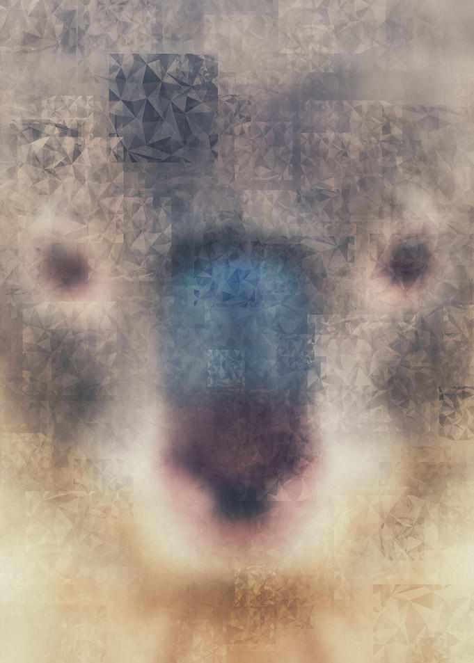 koala