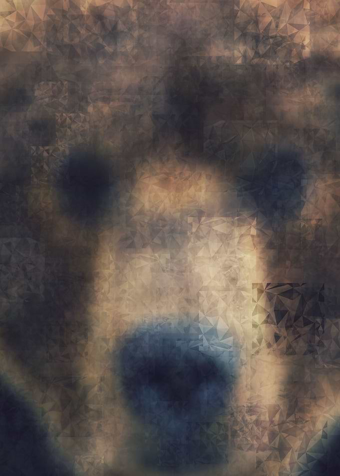 bear