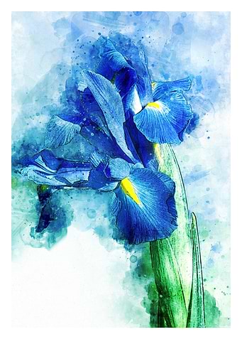 Underwater Iris