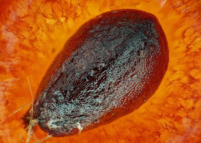 Strawberry seed