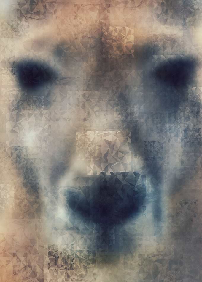 Kangaroo