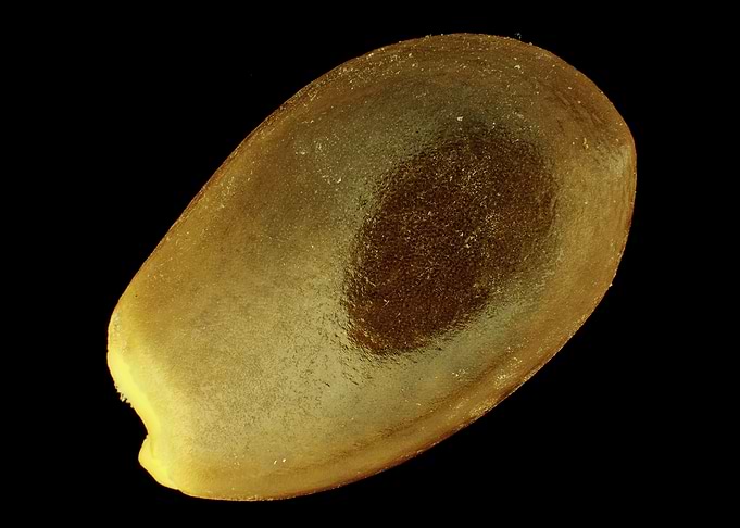 Star anise seed