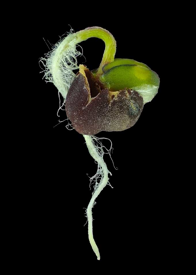 Sprouting turnip seed