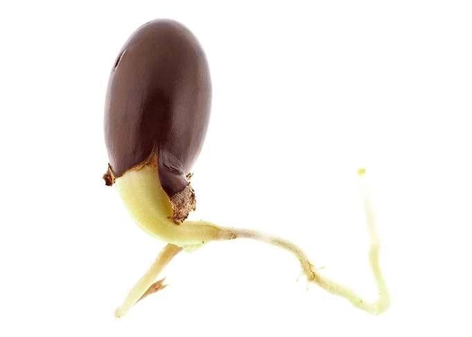 Lychee sprout