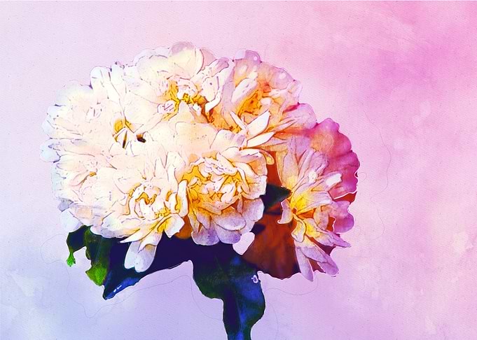 Yellow roses
