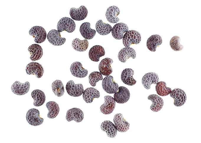 Poppy seeds