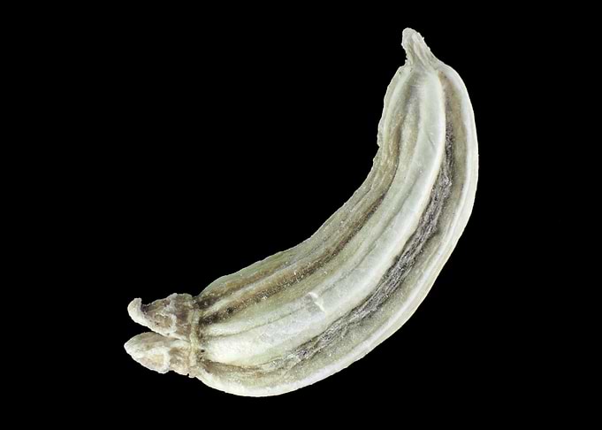 Fennel seed