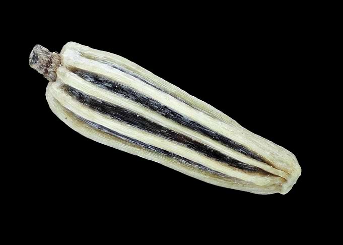 Shasta daisy seed