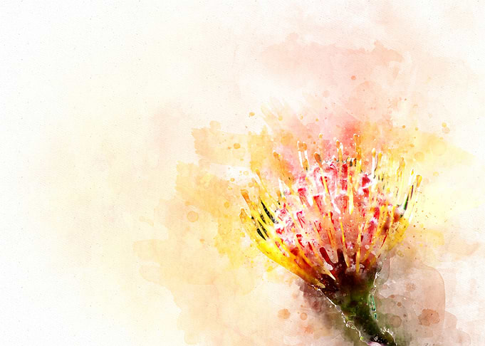 Protea