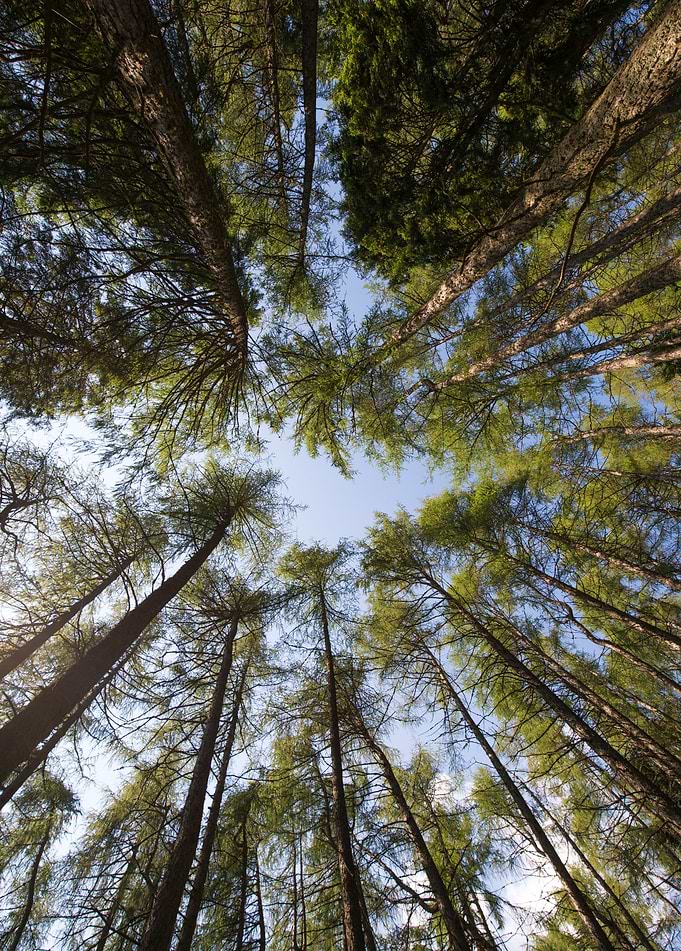 Forest of tall pines