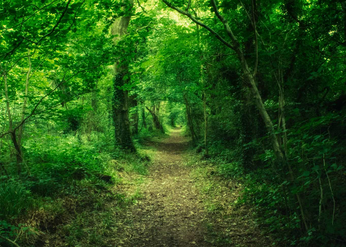The green path