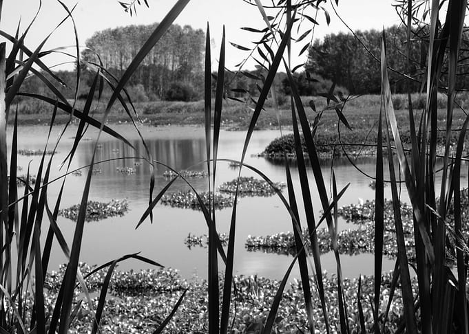 LAGOA