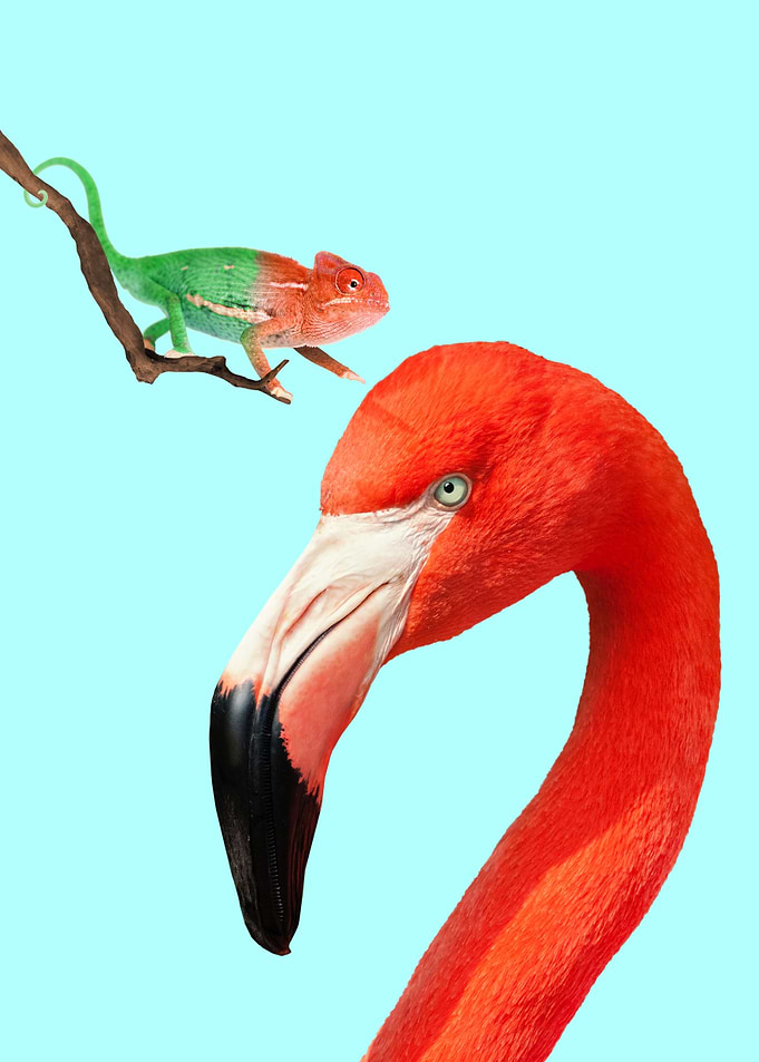Colorful Friends