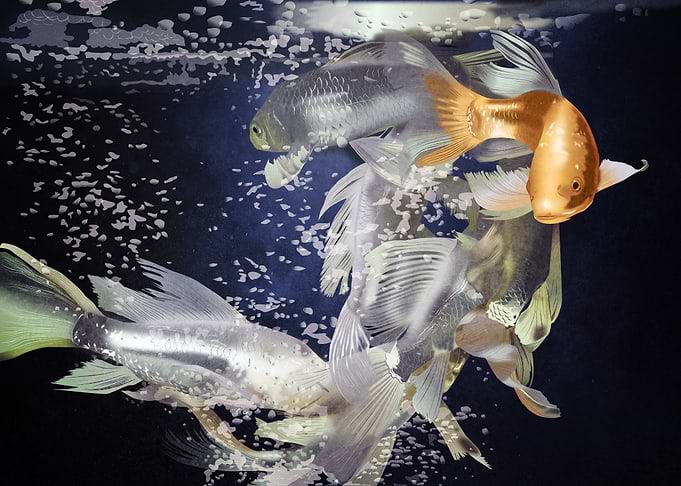 Golden Carp